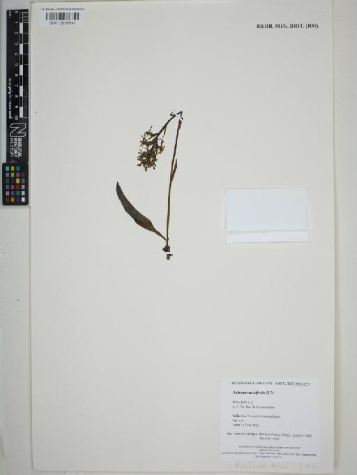 Platanthera bifolia (L.) Rich. - BM012556541_sheet