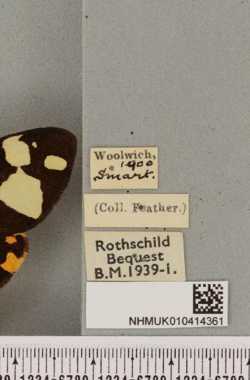 Arctia villica britannica Oberthür, 1911 - NHMUK_010414361_label_520470