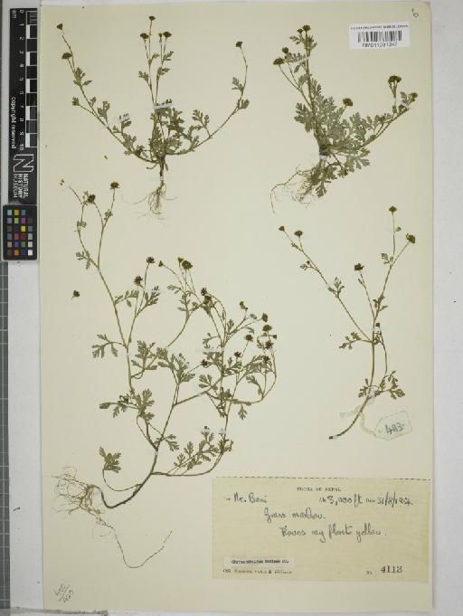 Chrysanthellum indicum DC. - 011031247