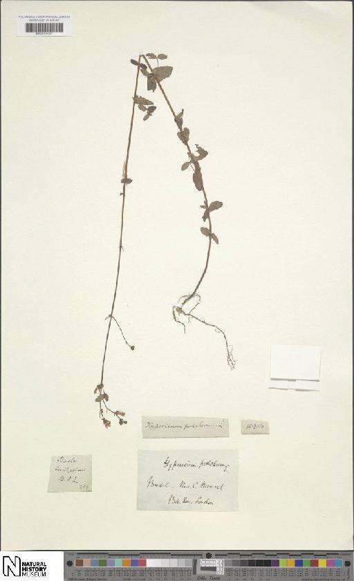 Hypericum pulchrum L. - BM001200367