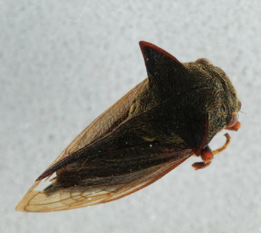 Centrotus cornutus (Linnaeus, 1758) - 014111558_dorsal_processed