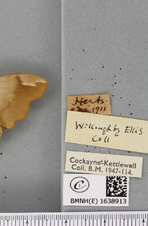 Mimas tiliae ab. diluta Cockayne, 1953 - BMNHE_1638913_label_204503