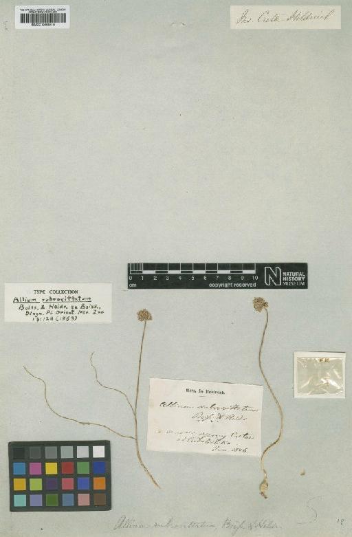 Allium rubrovittatum Boiss. & Heldr. - BM001066514