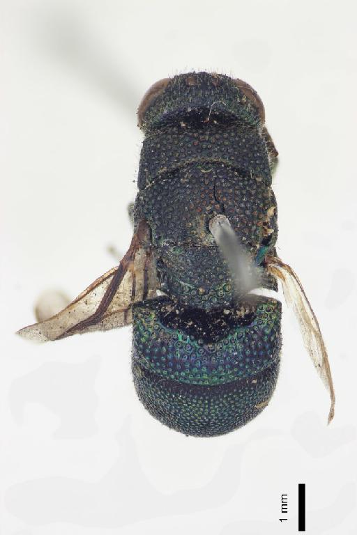 Chrysis montezuma Cameron, P., 1888 - Chrysis_montezuma-BMNH(E)#970907_type-dorsal-1_25X