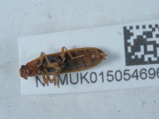 Denticollis linearis (Linnaeus, 1758) - 015054696_2