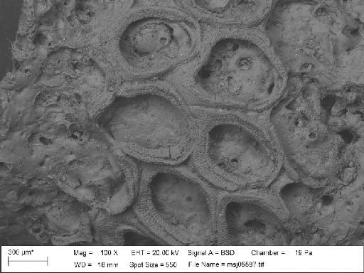 Membranipora arcifera Canu & Bassler, 1929 - Membranipora_arcifera_msj05587