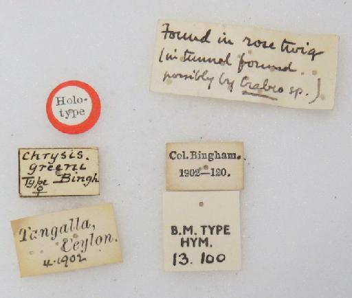 Chrysis greeni Bingham, C.T., 1903 - Chrysis_greeni-BMNH(E)#970926_type-labels 3