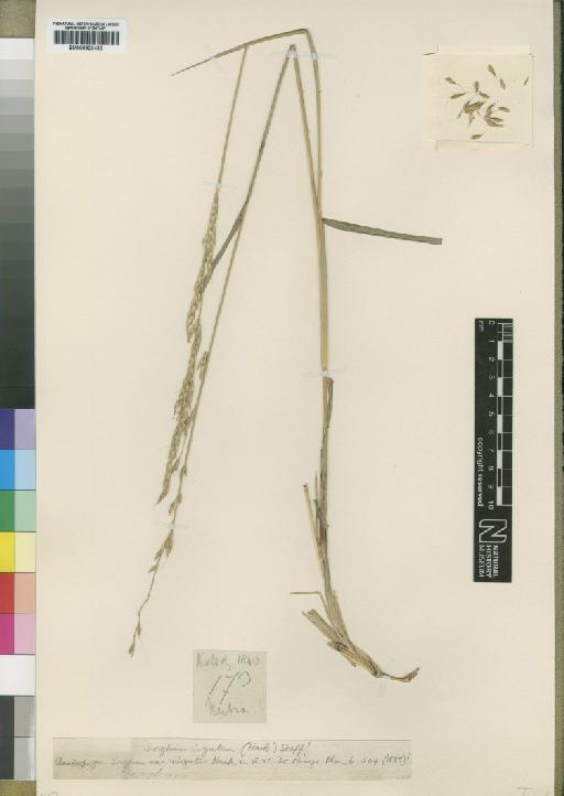 Sorghum virgatum (Hack.) Stapf - BM000923430