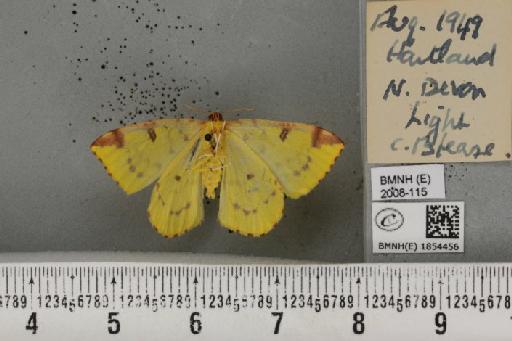 Opisthograptis luteolata (Linnaeus, 1758) - BMNHE_1854456_428391