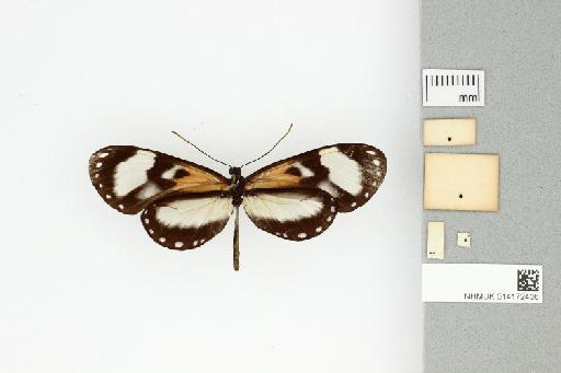 Hyalyris fiammetta (Hewitson, 1852) - 014172436_ventral