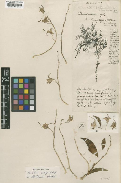 Dendrobium burbidgei Rchb.f. - BM000505331