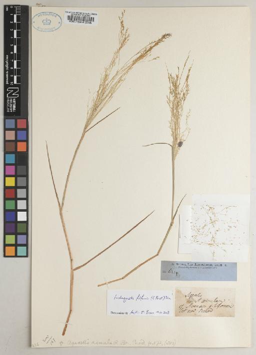 Lachnagrostis filiformis (G.Forst.) Trin. - BM000573964