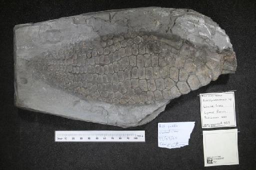 Ichthyosaurus De la Beche & Conybeare, 1821 - 010020147_L010040034