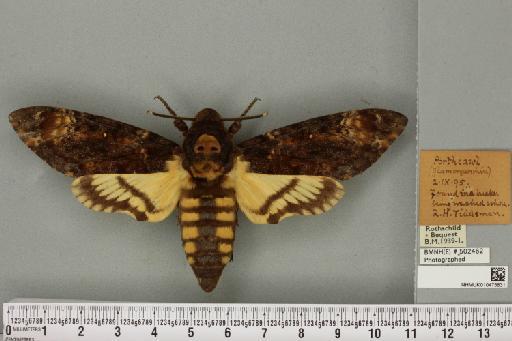 Acherontia atropos ab. flavescens Tutt, 1904 - NHMUK_010475831_527279