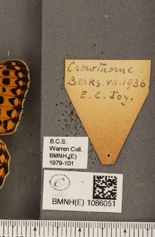 Argynnis aglaja (Linnaeus, 1758) - BMNHE_1086051_label_54973