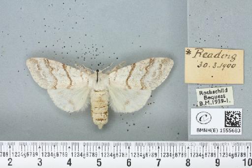 Calliteara pudibunda (Linnaeus, 1758) - BMNHE_1555683_254870