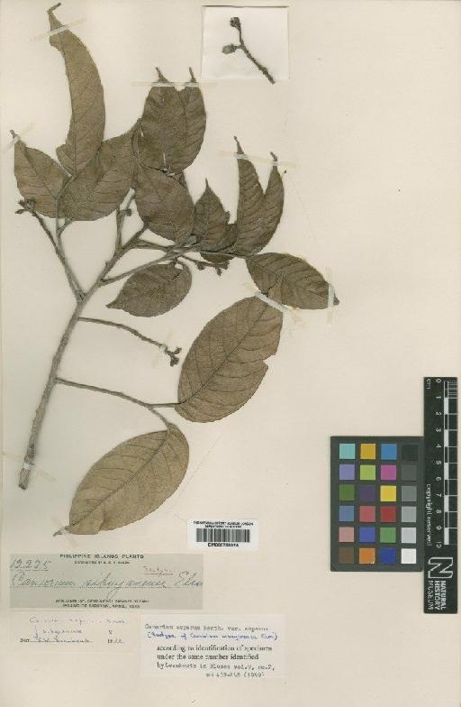 Canarium asperum var. asperum Benth. - BM000798924