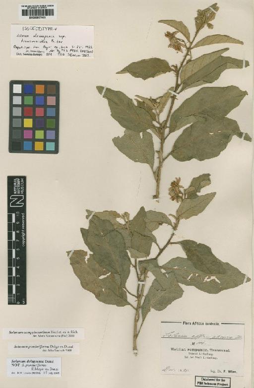Solanum campylacanthum Hochst. ex A.Rich. - BM000887033