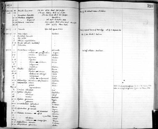 Armadillidium pellegrinense Verhoeff, 1908 - Zoology Accessions Register: Crustacea: 1905 - 1935: page 120