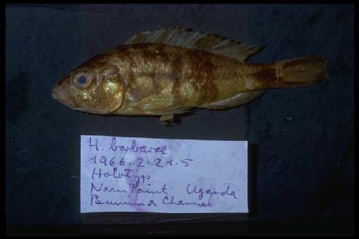 Haplochromis barbarae Greenwood, 1967 - Haplochromis barbarae; 1966.2.21.5