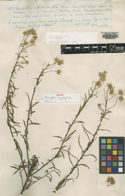 Olearia hygrophila (DC.) Benth. - BM000624781