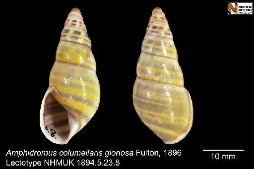 Amphidromus columellaris var gloriosa Fulton, 1896 - 1894.5.23.7-8, LECTOTYPE & PARALECTOTYPE, Amphidromus columellaris var gloriosa Fulton, 1896