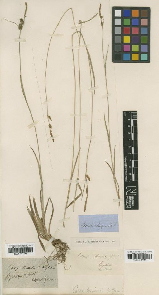 Carex mairii Coss. & Germ. - BM001067066