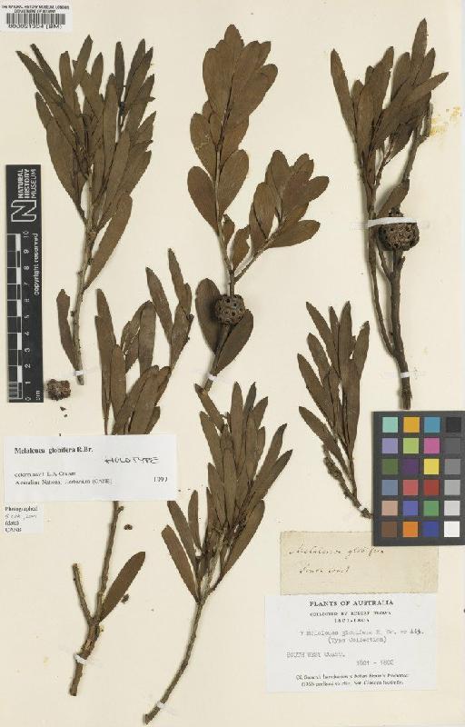 Melaleuca globifera R.Br. - BM000021304