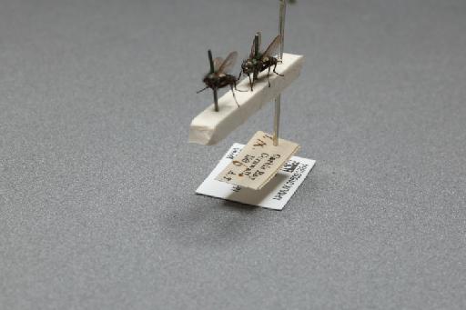 Sarcophaga (Myorhina) nigriventris Meigen, 1826 - 015091864_additional_3