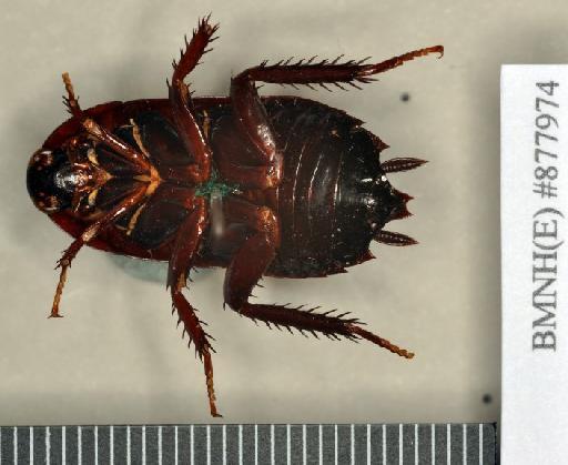 Platyzosteria punctipennis Chopard, 1924 - Platyzosteria punctipennis Chopard, 1924, unsexed, syntype, ventral. Photographer: Heidi Hopkins. BMNH(E)#877974