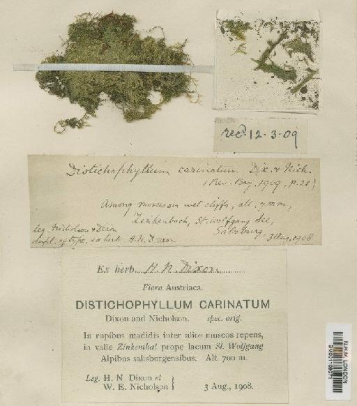 Distichophyllum carinatum Dixon & W.E.Nicholson - BM001109071
