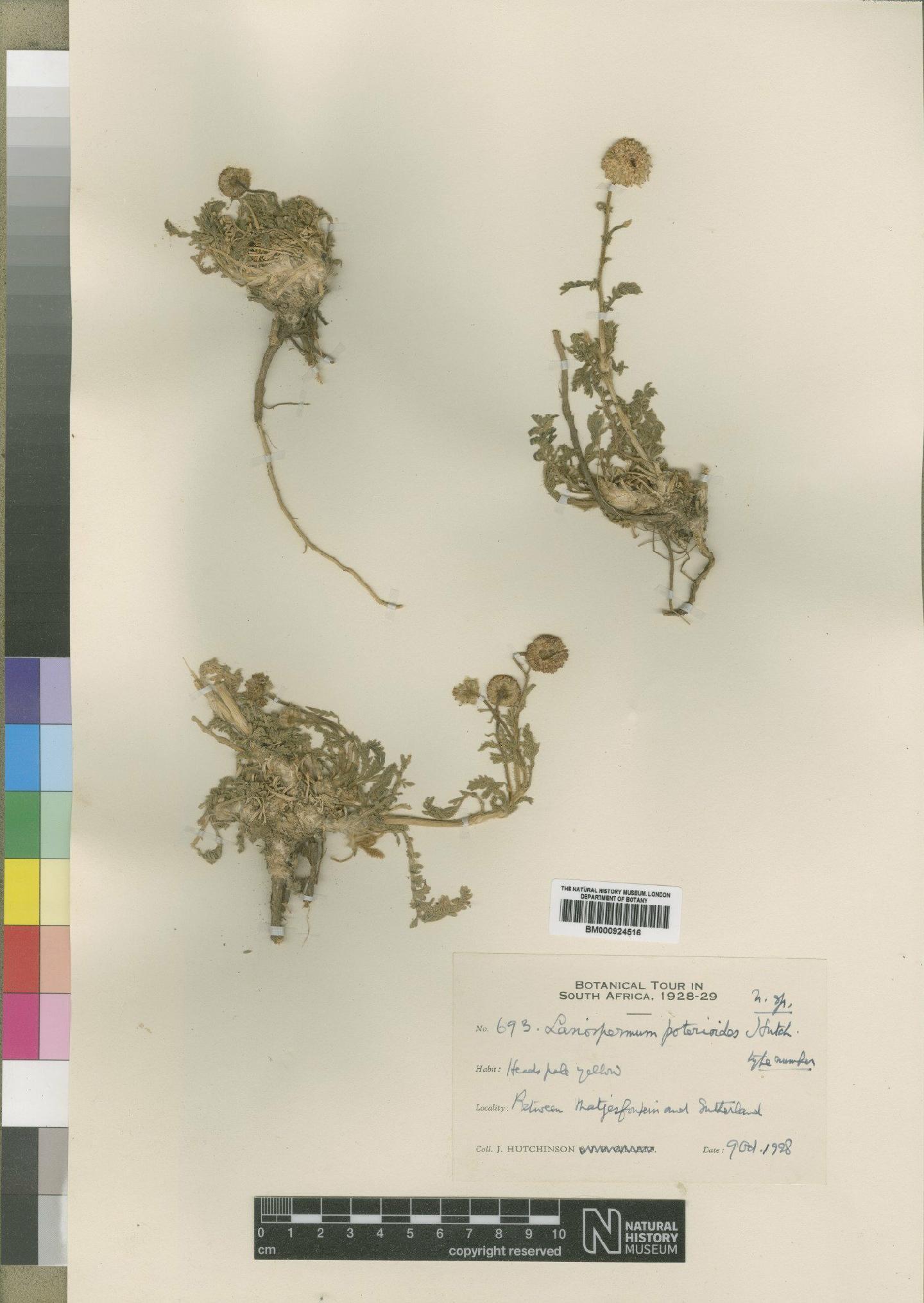 To NHMUK collection (Lasiospermum poterioides Hutch; Type; NHMUK:ecatalogue:4529530)