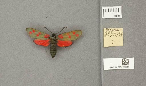 Zygaena (Zygaena) filipendulae stephensi Dupont, 1900 - 015192644_775459_1085133