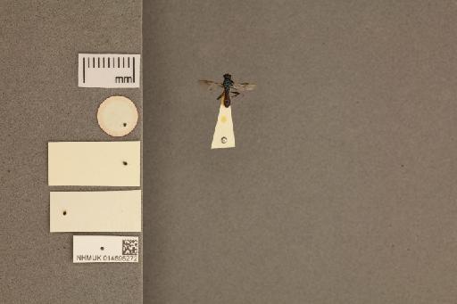 Nothomyia bicolor Hollis, 1962 - 014595272_labels_ventral