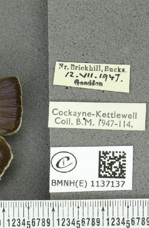 Neozephyrus quercus (Linnaeus, 1758) - BMNHE_1137137_label_94541