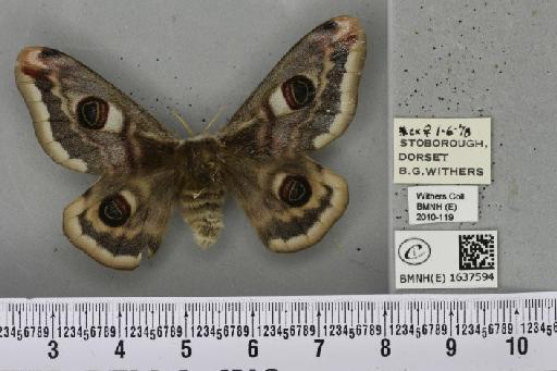 Saturnia pavonia (Linnaeus, 1758) - BMNHE_1637594_203696