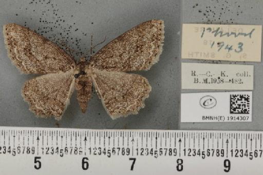 Ectropis crepuscularia ab. delamerensis Buchanan White, 1877 - BMNHE_1914307_a_482139