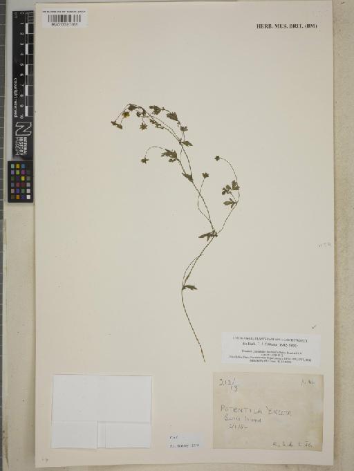 Potentilla erecta (L.) Rausch - BM013391568