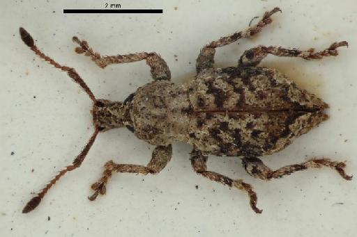 Brachyolus asperatus (Broun, 1914) - Brachyolus_asperatus_Broun_1914-BMNH1237386-holotype_habitus_dorsal-2p0x