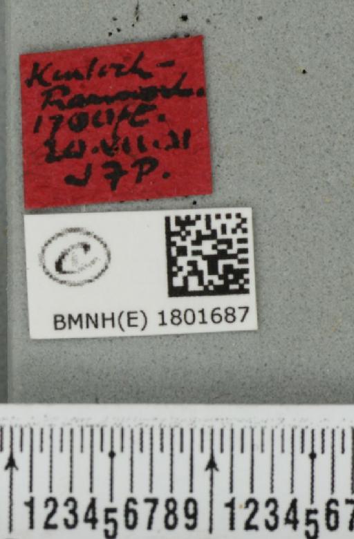 Perizoma minorata ericetata (Stephens, 1831) - BMNHE_1801687_label_371926