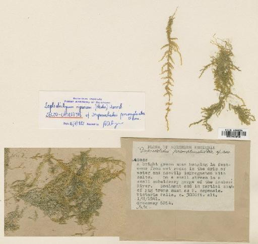 Leptodictyum riparium (Hedw.) Warnst. - BM000878708