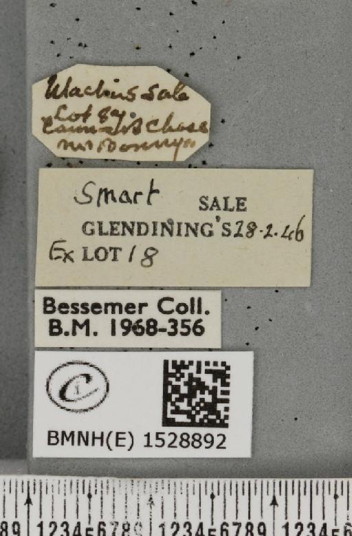 Phyllodesma ilicifolia (Linnaeus, 1758) - BMNHE_1528892_label_198213