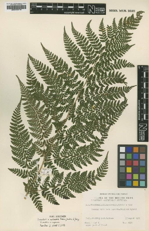 Dryopteris × ambroseae Fraser-Jenk. & Jermy - BM001066199