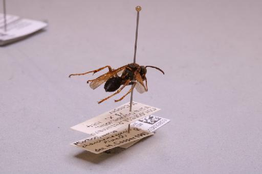 Mischocyttarus chanchamayoensis Richards, 1978 - 013632803_additional_1