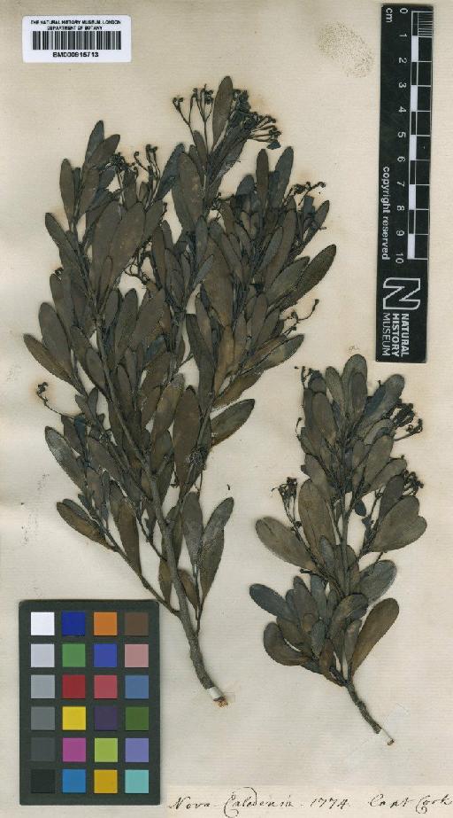 Stenocarpus umbellifer (J.R.Forst. & G.Forst.) Druce - BM000915713