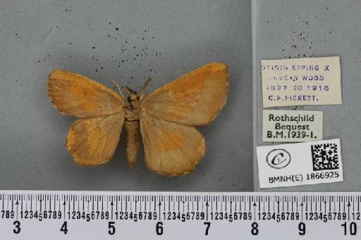 Angerona prunaria (Linnaeus, 1758) - BMNHE_1866925_440054