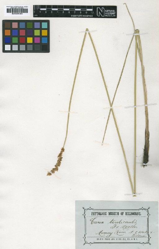 Carex tereticaulis F.Muell. - BM000991200