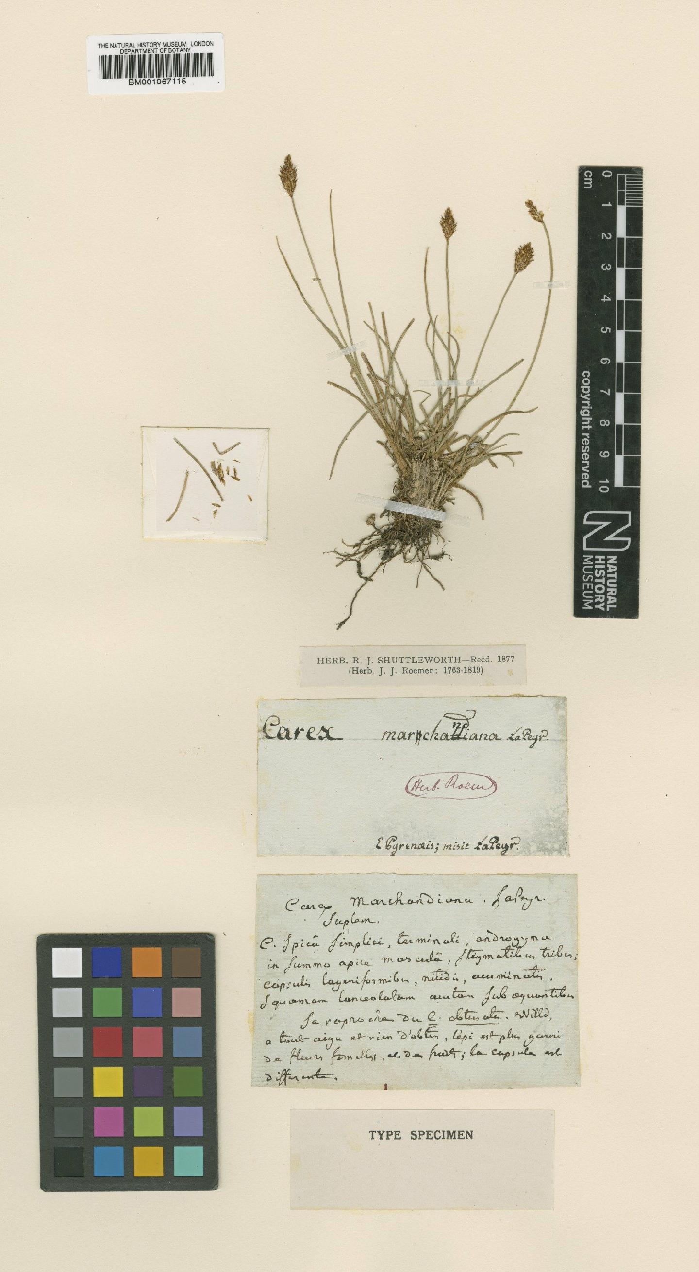 To the Natural History Museum, London (Carex pyrenaica Wahlenb. BM001067115 type 1)