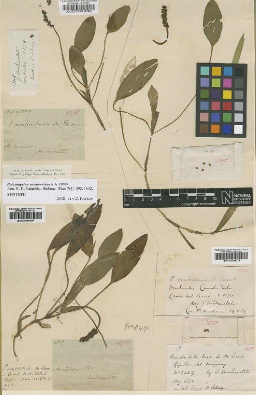 Potamogeton montevidensis A.Benn. - BM000938279
