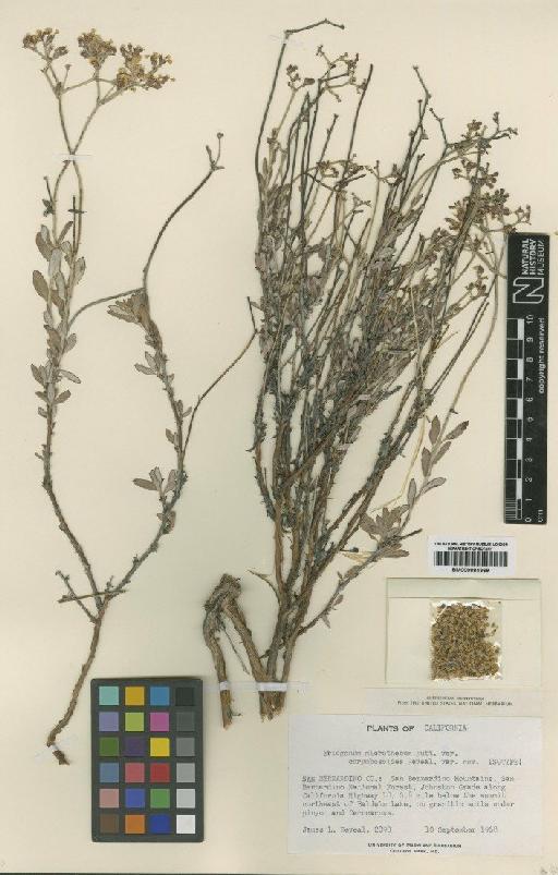 Eriogonum microthecum var. corymbosoides Reveal - BM000884369